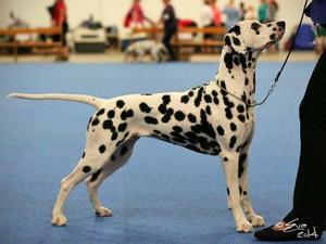 Jezebel winning Best Junior in Helsinki