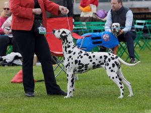 Dazzle winning Best Junior