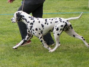 Bingo on the move