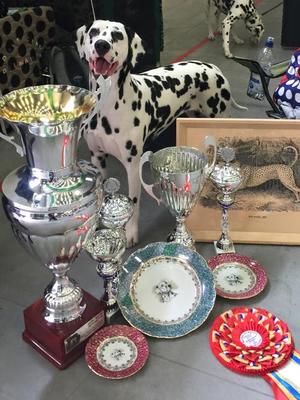 Jezebel Best in Show at WAFDAL