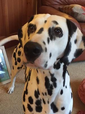 Head shot of Jezebel
