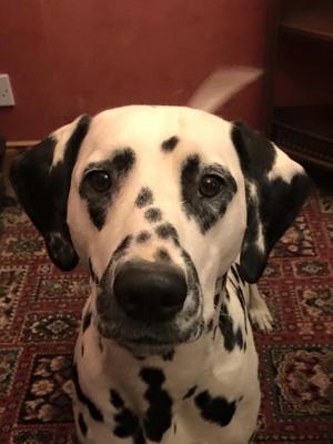 Head Shot of Dazzle