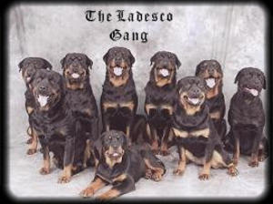 Ladesco Gang
