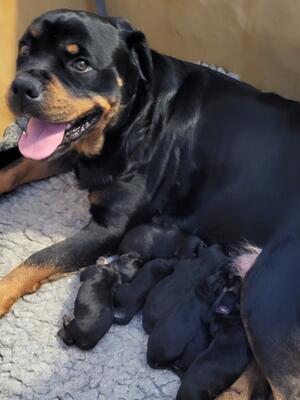 Nora with her babies