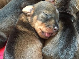 Previous Litter