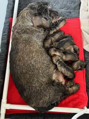 Maggie's Puppies