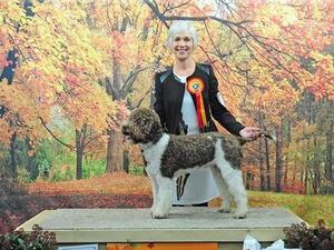 Best of Breed