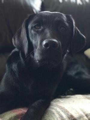 Previous litter