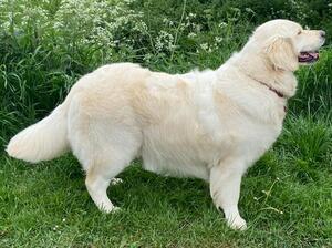 Belka profile