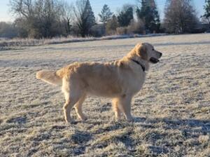 Gala frosty morning