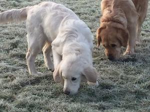 Zaika and Belka