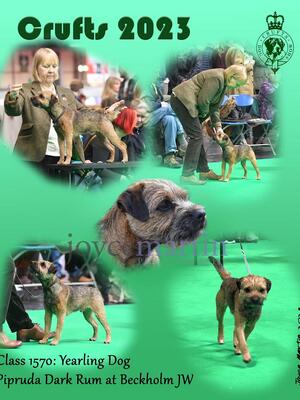 Eddie. Crufts 2023