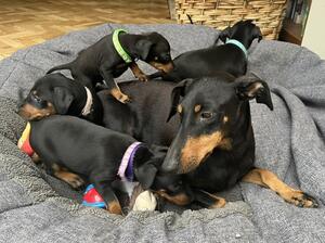 Rosie and her babies