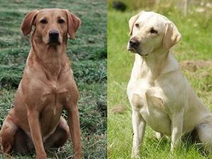 Piper/Cluanie