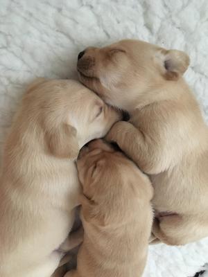 Pups at 3 weeks