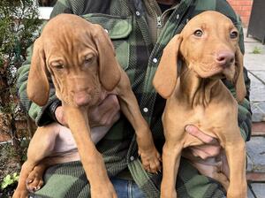 Bo pups