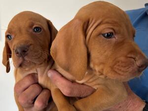 Orange boy & Pink girl at 4 weeks