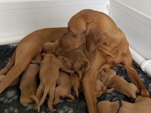Thea - E Litter