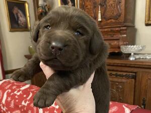 2 Week Old Chocolate Bitch