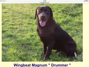 Stud Dog - Wingbeat Magnum