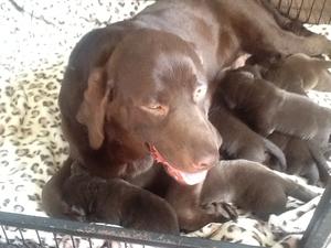 Coco and Puppies