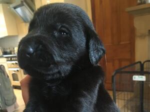 2 weeks old