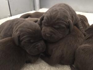 One Week Old Puppies