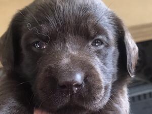 12 day old pup