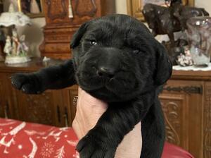 2 week old Black Male Puppy