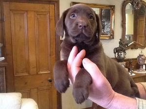 Puppy from previous litter with same parents