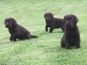 Puppies at just 5 weeks old
