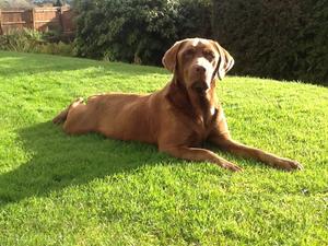 Lou Lou of Alston
