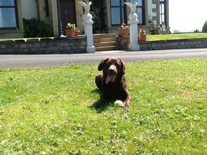 Queenie Brownie Bruiser