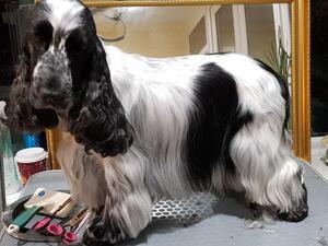 Crystal (Sandlauga Infernal)