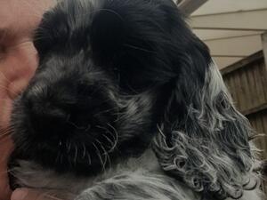 Sandlauga viper, blue roan