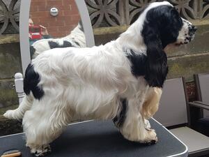 SANDLAUGA MAVERICK (MAVERICK)