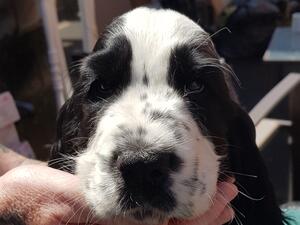 Sandlauga Iceman, black and white