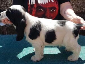 Black and white show pose!