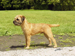 1st in Yearling at Southern Border Terrier Champ