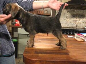 Jack as a young puppy