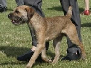Jack at the East of England Champ Show