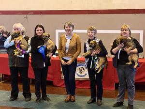 Best in Show at Midland Border Terrier Open show