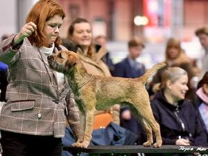 Jack, at Crufts , placed Reserved puppy