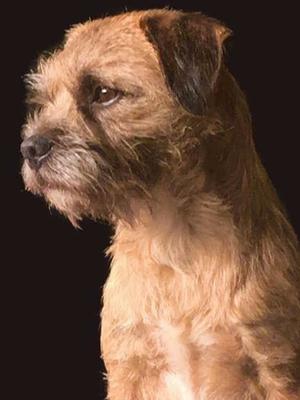 famous border terriers