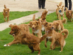 Tollers having fun