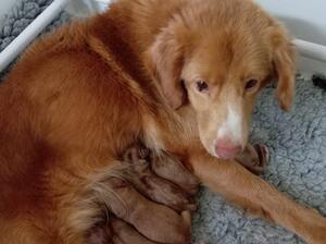 Mum and Pups