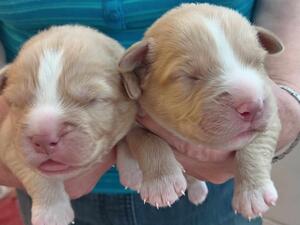 Pups