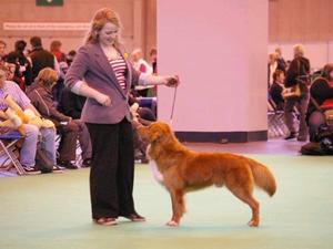 Danehaven Detroit at Crufts 2010