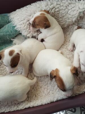 Pups