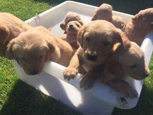 beautiful pups from working parents